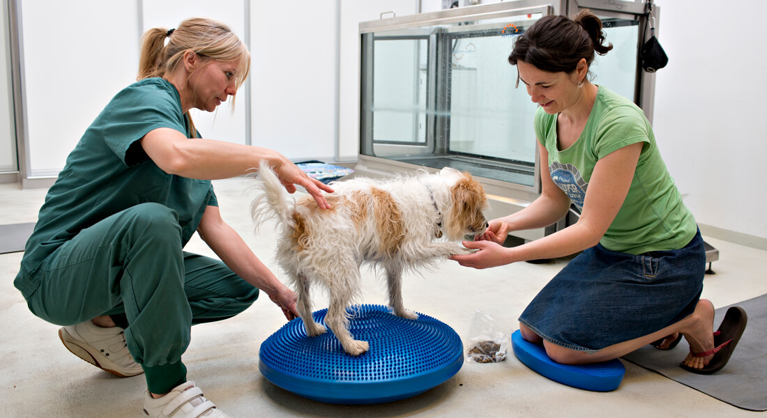 Veterinary student rehabilitate dog with owner