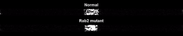 Signaling with and without Rab2