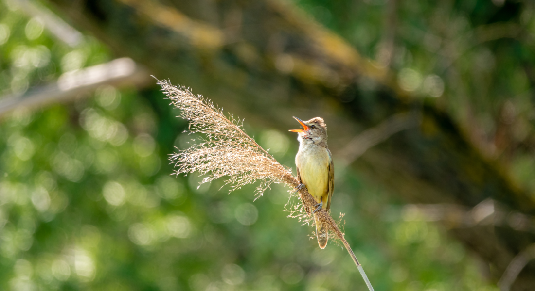 Great reed warbler.