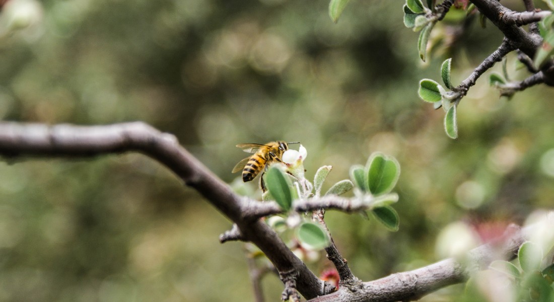 A bee polinating an apple tree