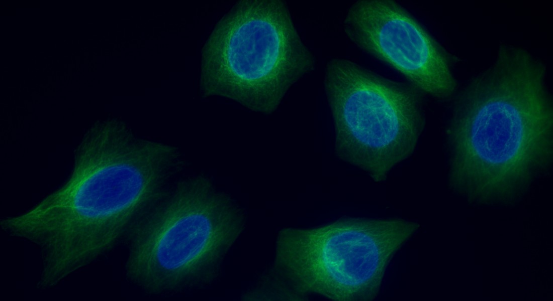 Human fluorescent cell components. 