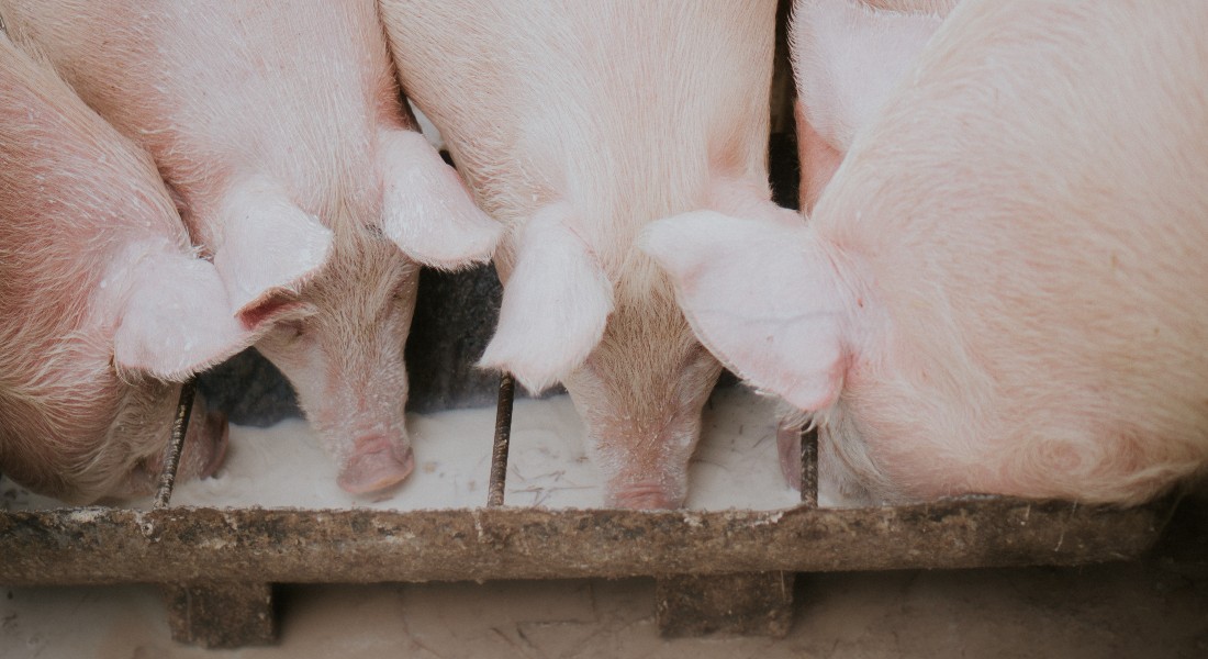 Pictures of pigs in pig farm.