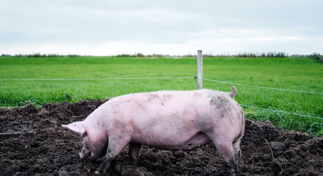 Pig in a field.
