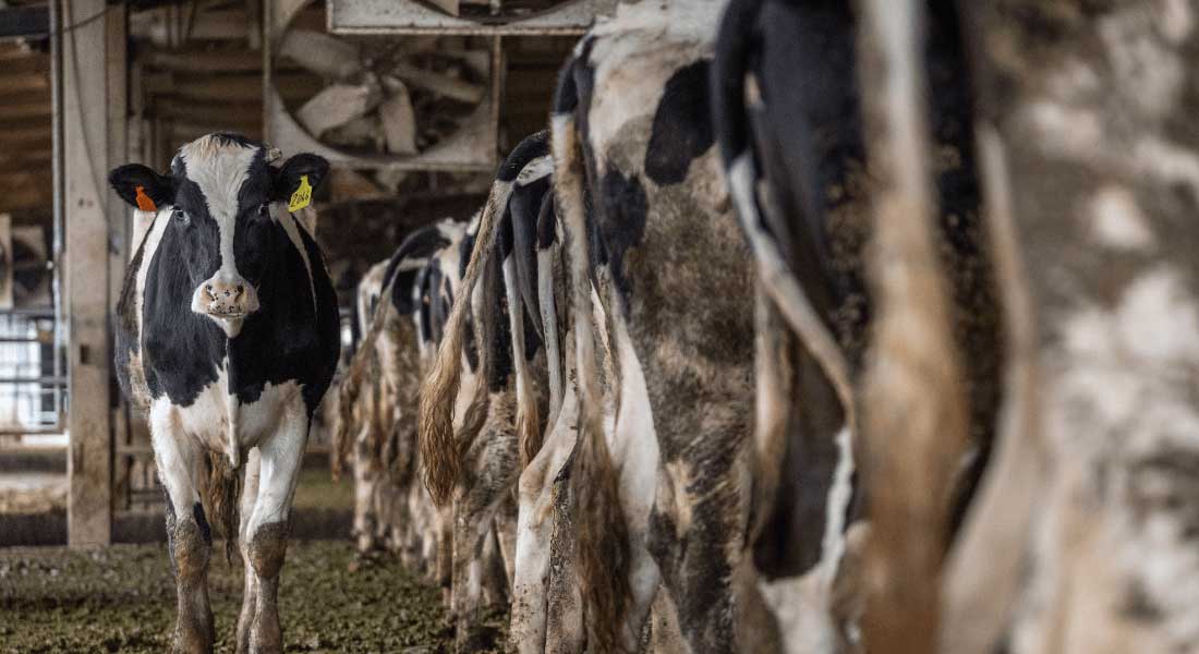 Cows in stable