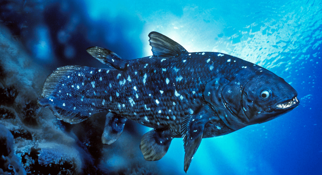 Scientists Finds Stem Cell Network In Ancient Fish Mirage News Scientists Finds Stem Cell Network In Ancient Fish Mirage News