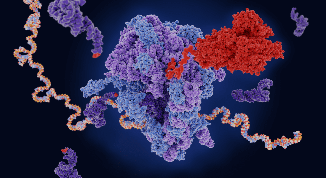 ribosome