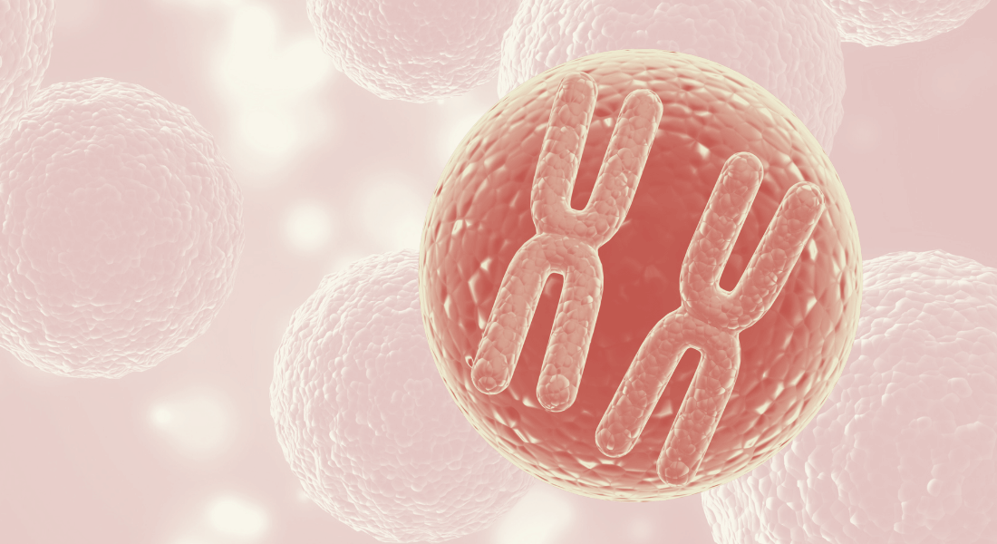 Chromosomes in cell on a red background