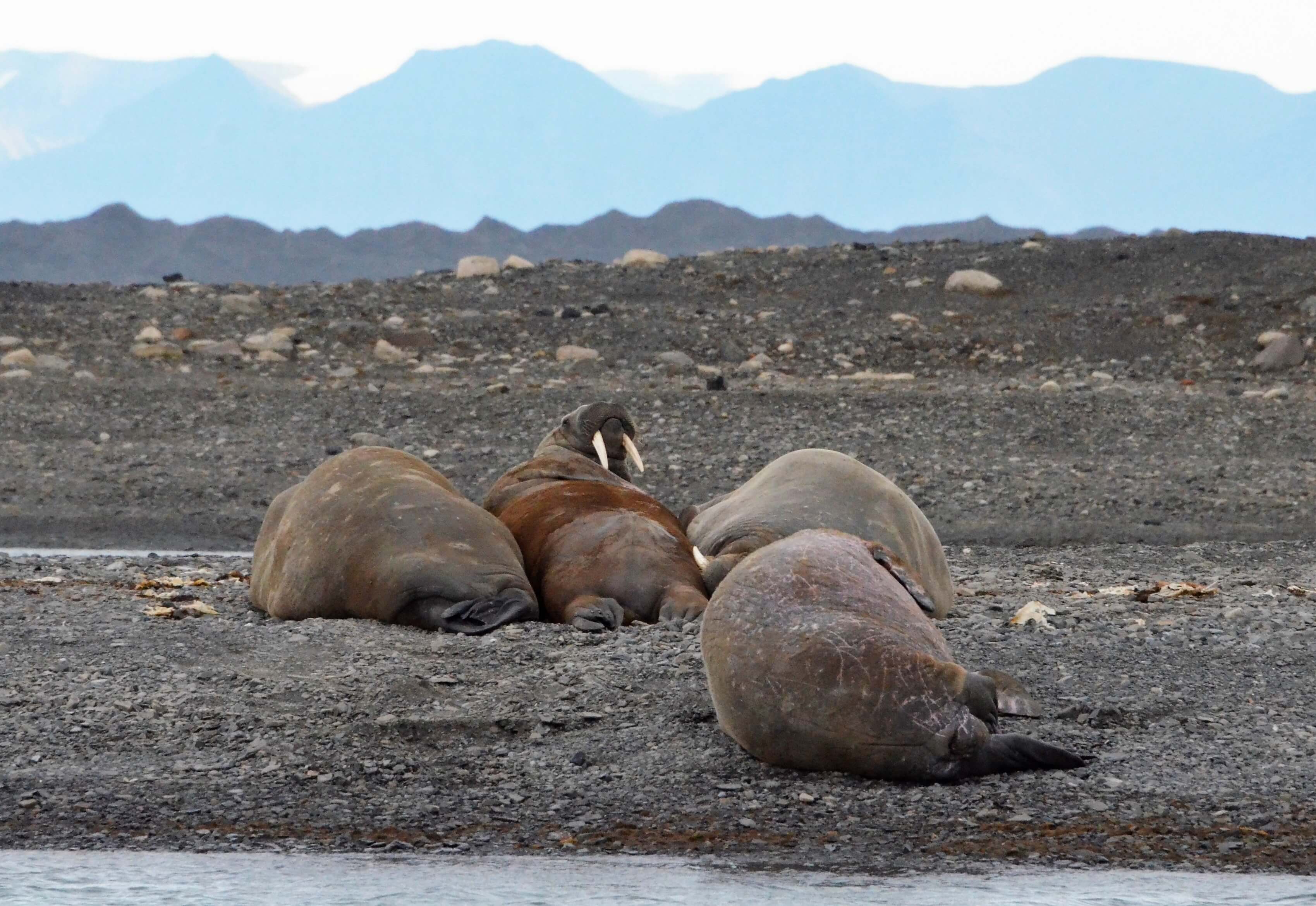 Walrus in Svalbard